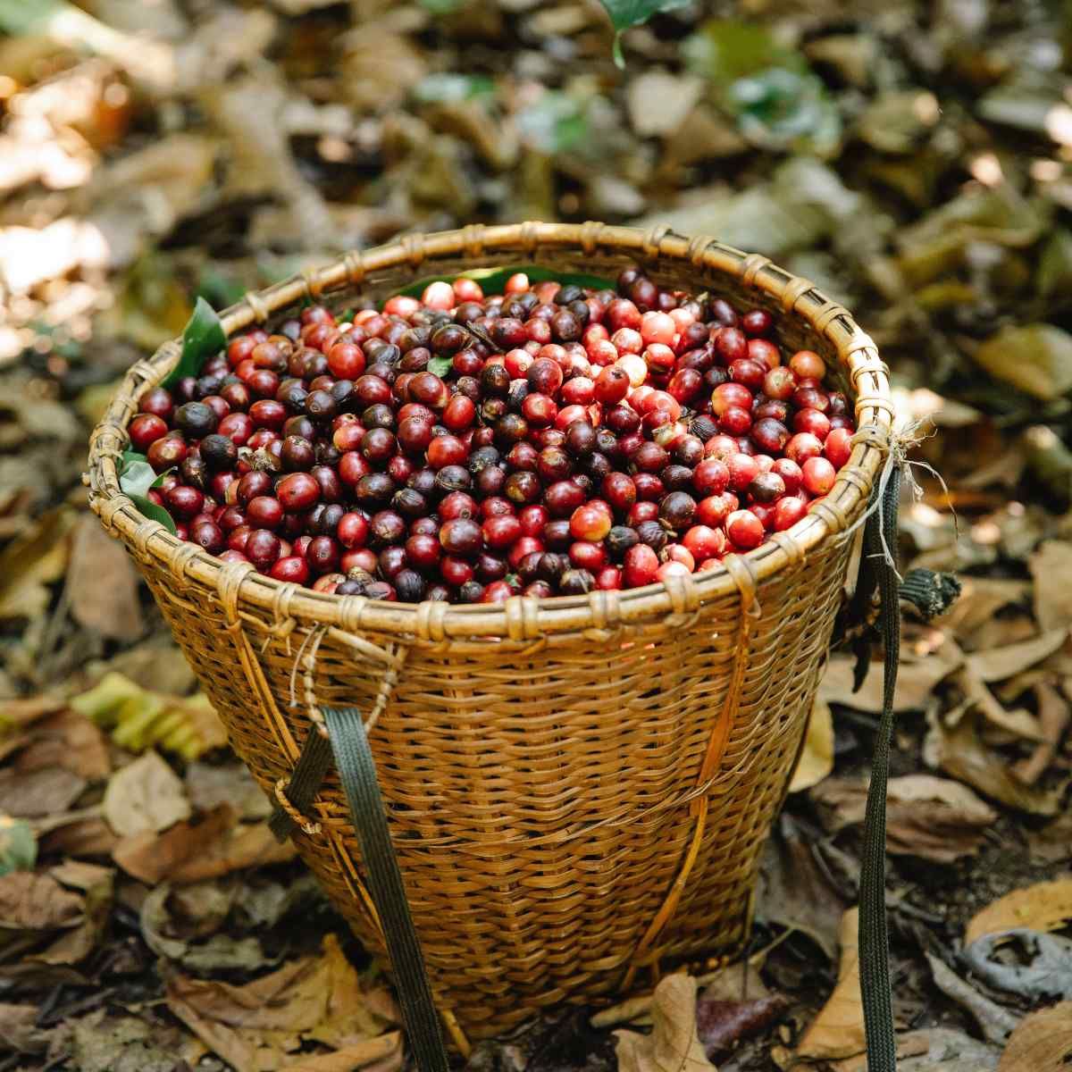 Nicaragua káva