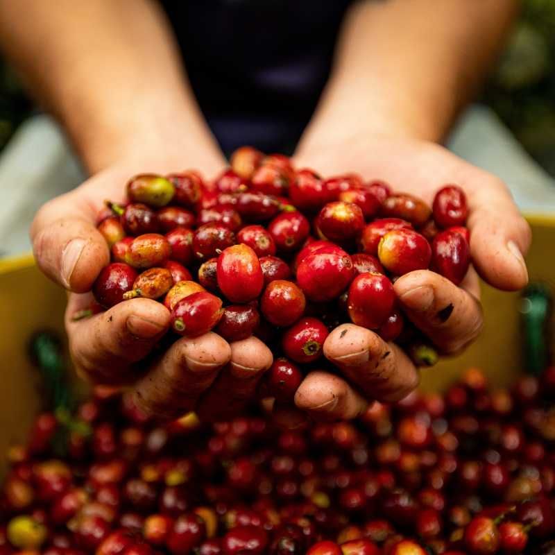 Káva Peru